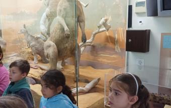 Les CE1 au musée d’Histoire naturelle Goulandris !-3