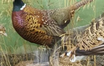 Les CE1 au musée d’Histoire naturelle Goulandris !-5