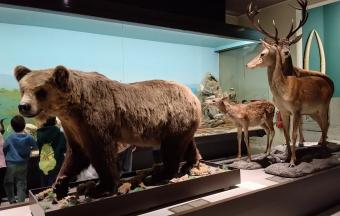 Les CE1 au musée d’Histoire naturelle Goulandris !-6