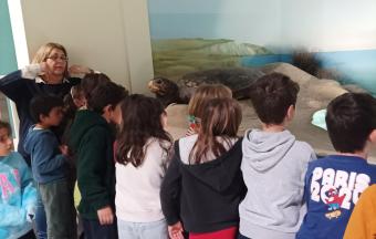 Les CE1 au musée d’Histoire naturelle Goulandris !-7