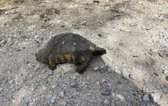 La sortie sur le mont Hymette racontée par les élèves de CM1-5